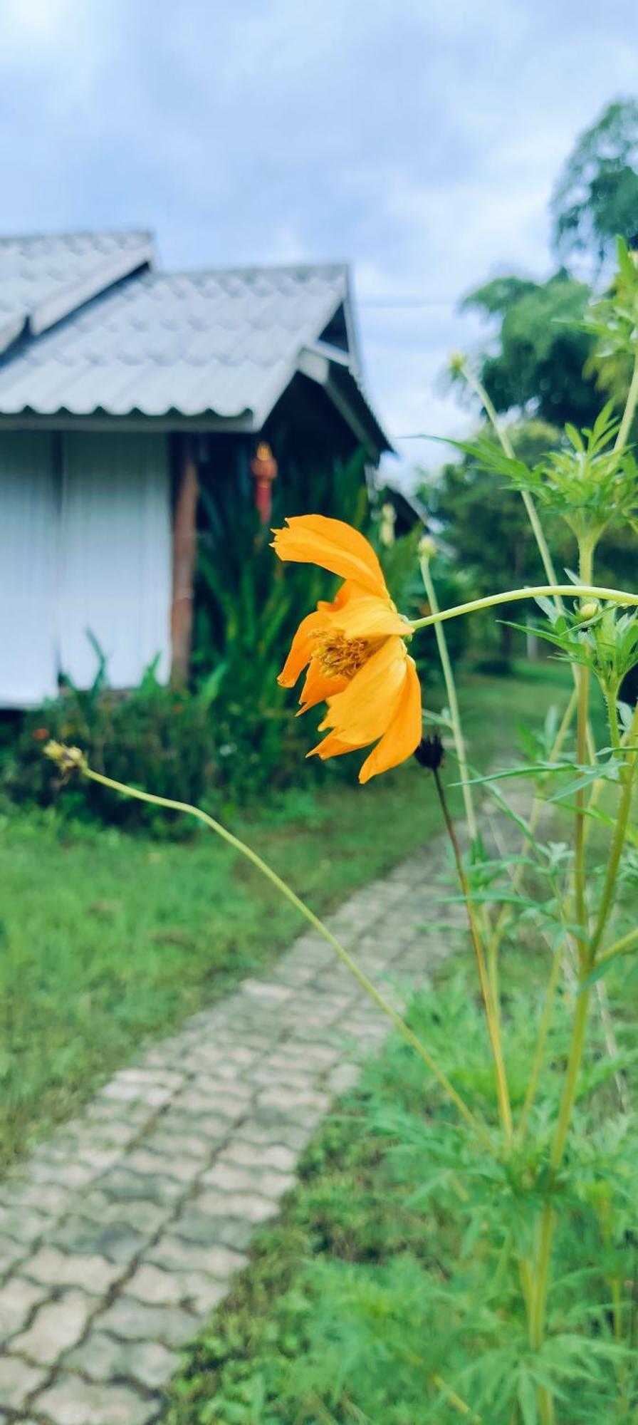 Tulip Resort Pai Bilik gambar